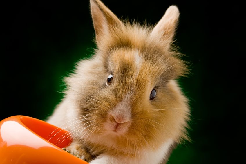 Rabbits need a lot more than store-bought pelleted food. By: xxxxx/123rf