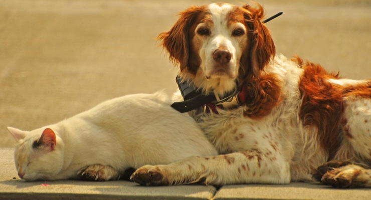Dogs and cats can get false cysts. By: jeffreyw