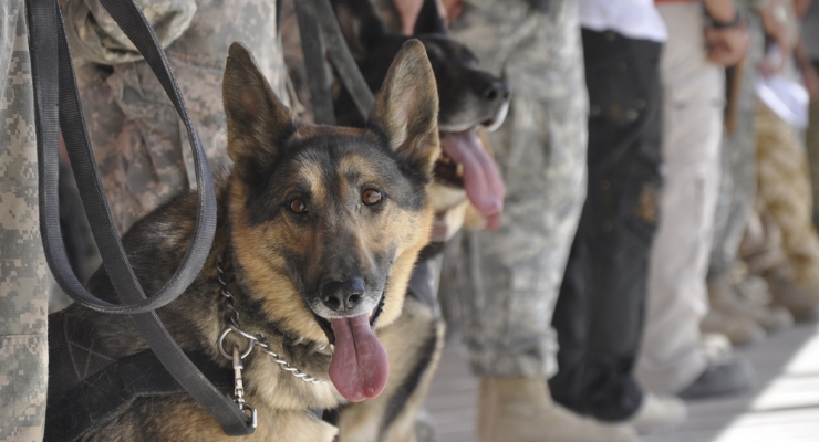 can a civilian adopt a retired police dog