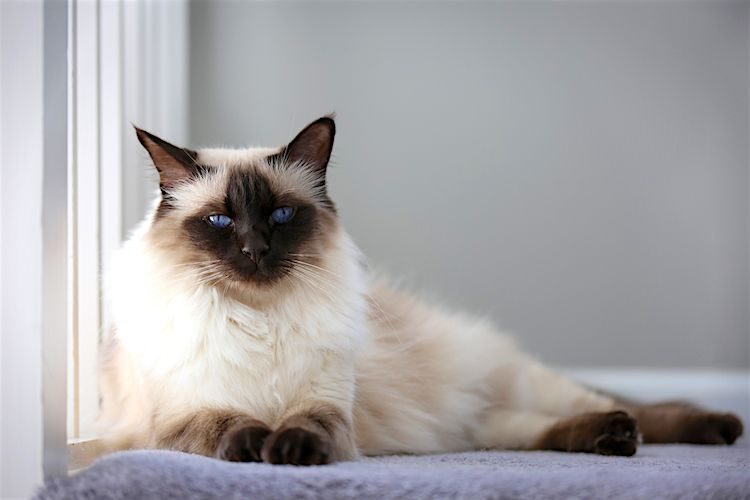 5 Things to Know About Balinese Cats