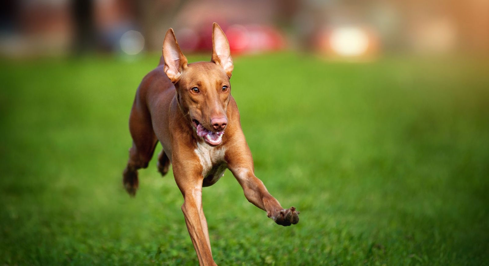 5 Things To Know About Pharaoh Hounds