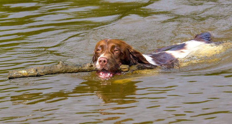 welsh springer spaniel spaniel breeds