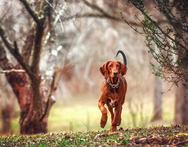 redbone coonhound breed profile