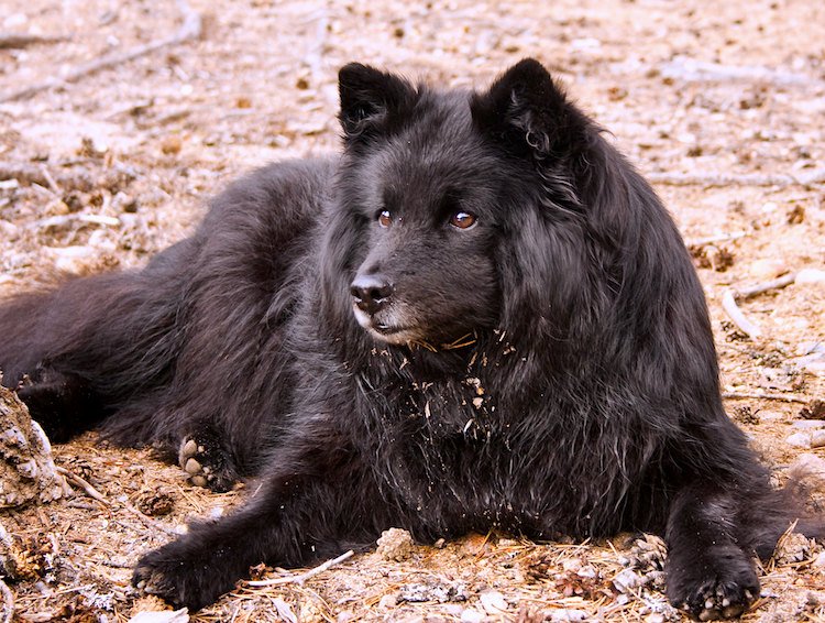 swedish lapphund breeders