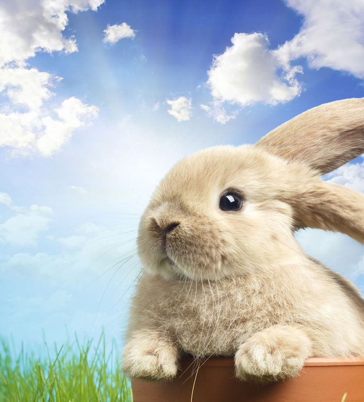 Don't worry — there's a hoppy ending. By: 123rf