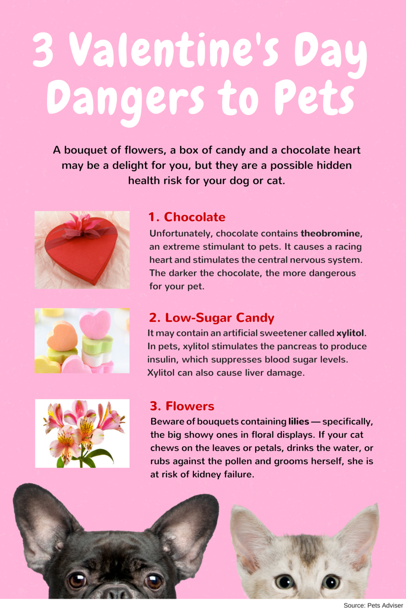 Valentine's Day dangers to your pets