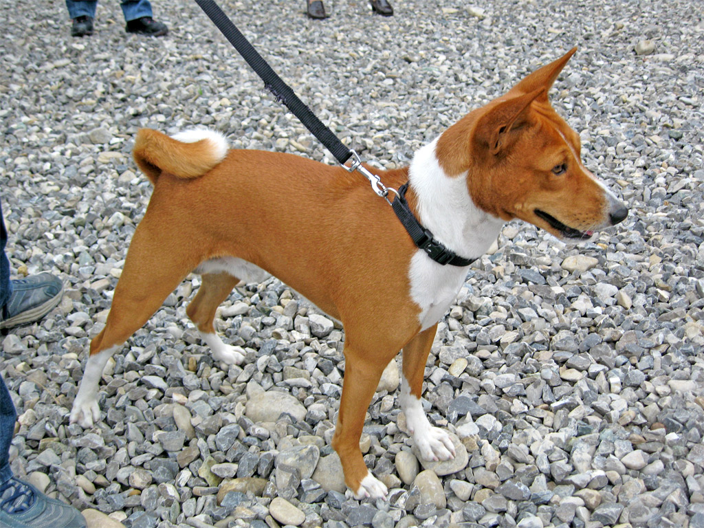 The Basenji is an active, bark-less dog that yodels. By: fugzu