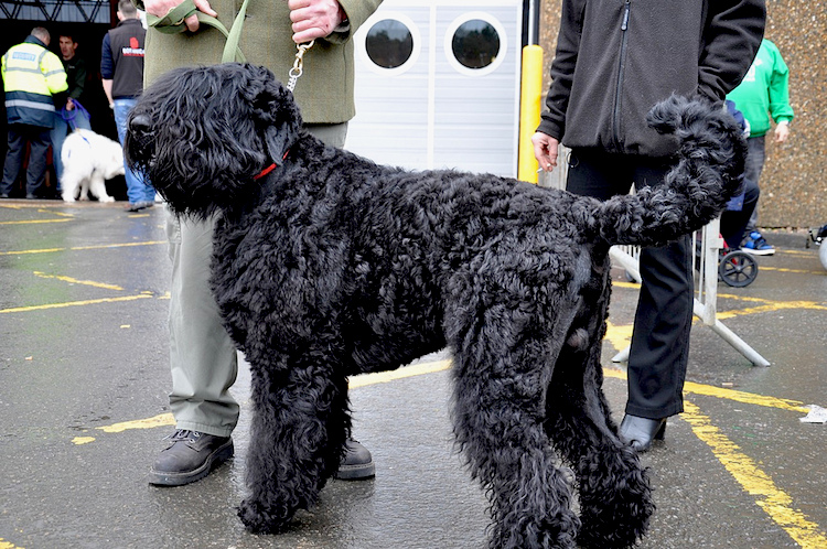 The Black Russian Terrier was created in the 1930s from more than a dozen breeds. By: Kristine Lacoste/Petful