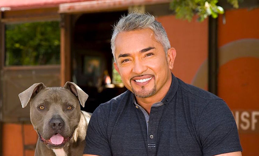 Cesar Millan attacked by critics and surrounded by controversy