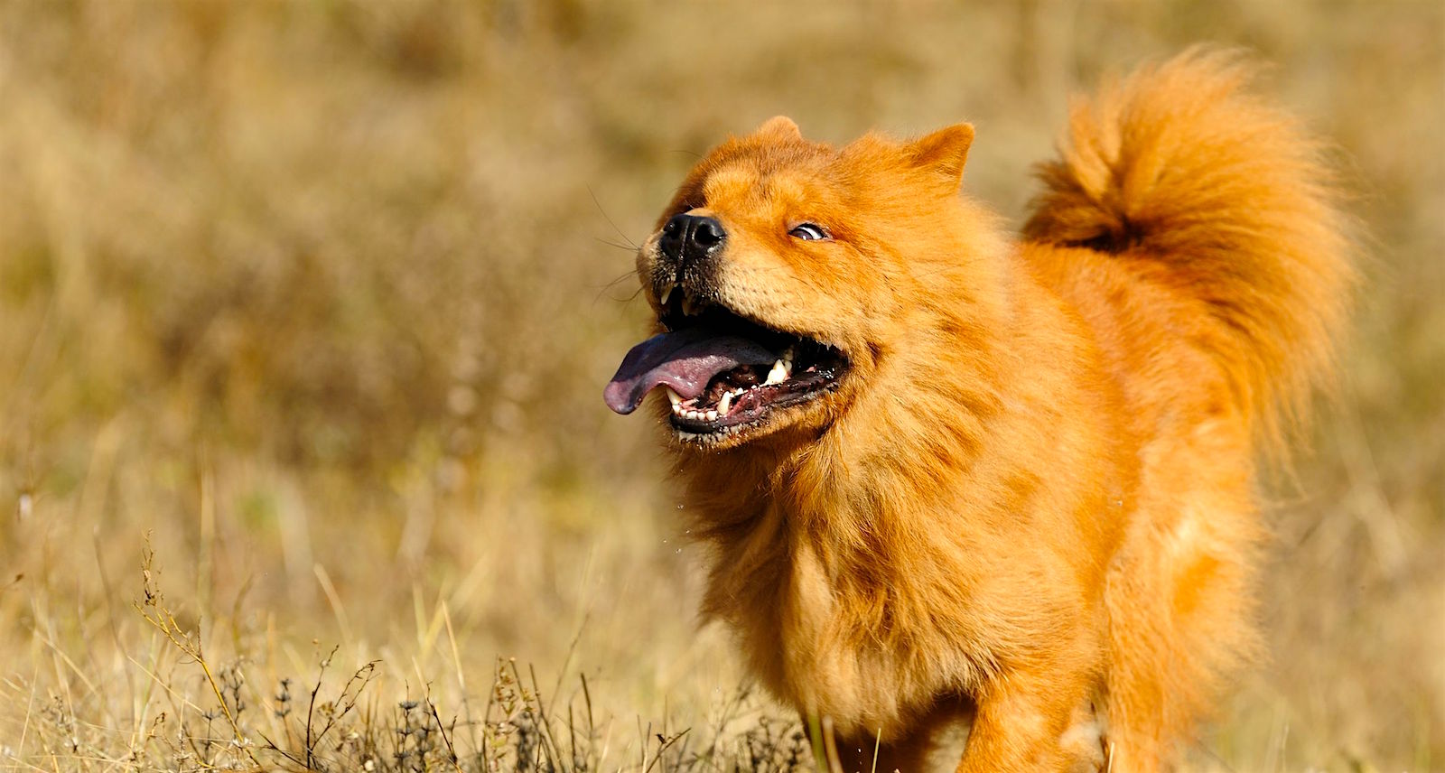 open faced chow chow