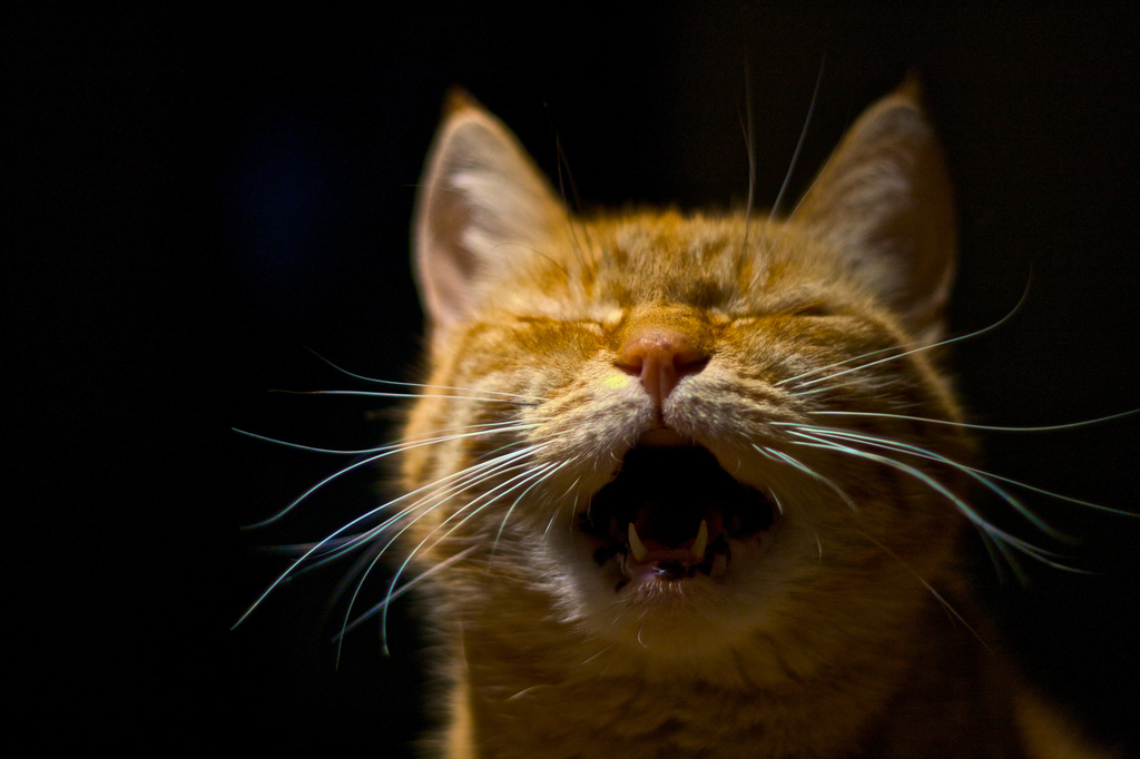 7 Reasons Your Cat May Be Meowing Constantly - Petful