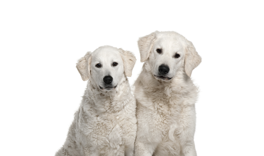 Kuvasz Breed Profile: Essential Facts