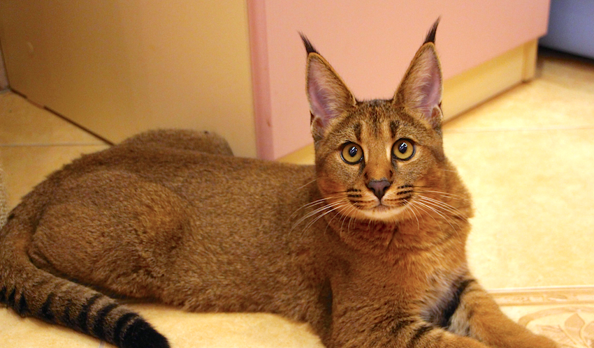 Hybrid Cats: Caracat, Chausie — And Controversy