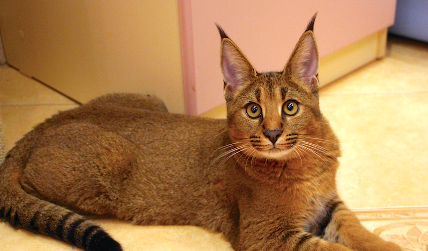 Hybrid Cats: Caracat, Chausie — And 