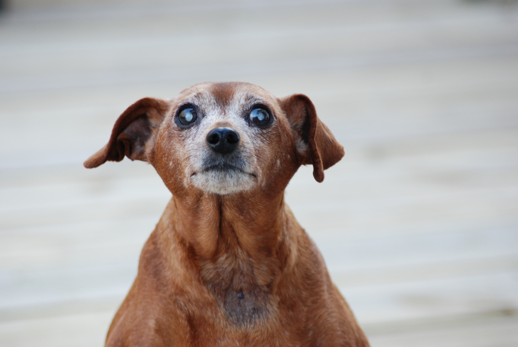 Cushing s Disease in Dogs What You Need to Know Vet Approved