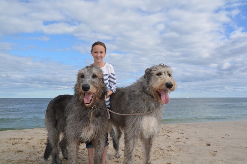 irish wolfhound and cats