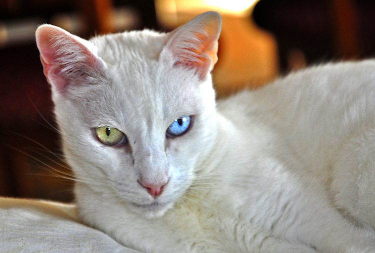 The van best sale cat