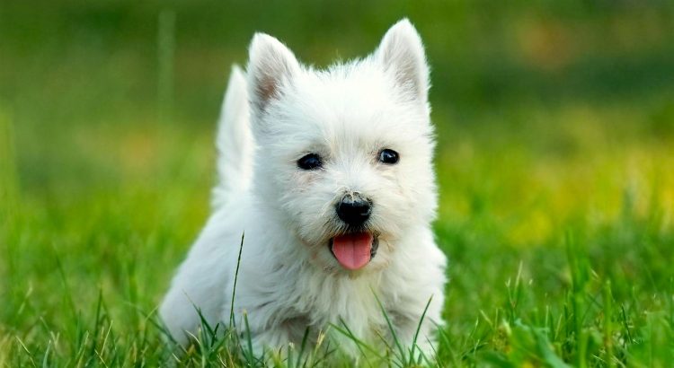 west highland white puppy