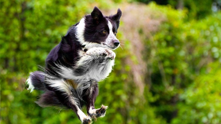 5 Things To Know About Border Collies