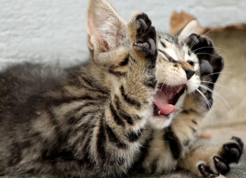 A cat screaming at night could be a sign of illness. By: GalgenTX