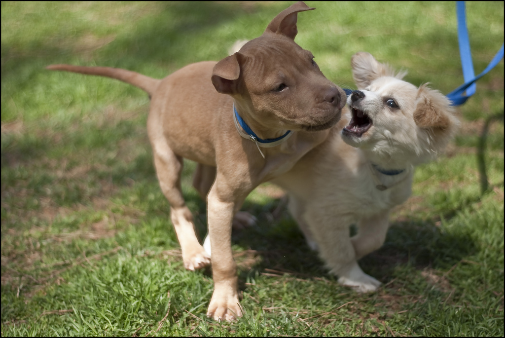 do greyhounds kill cats