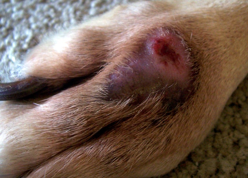 Emuler Tilskynde betaling When Your Dog Is Licking So Much That a Sore Spot (Granuloma) Forms - Petful