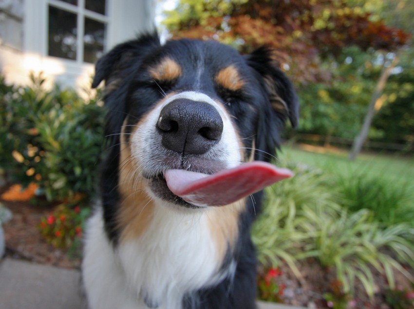 dog licking sore spot