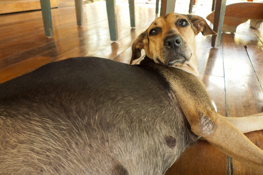 This dog had free roam outside and was not spayed, so she had an unplanned litter. By: northways