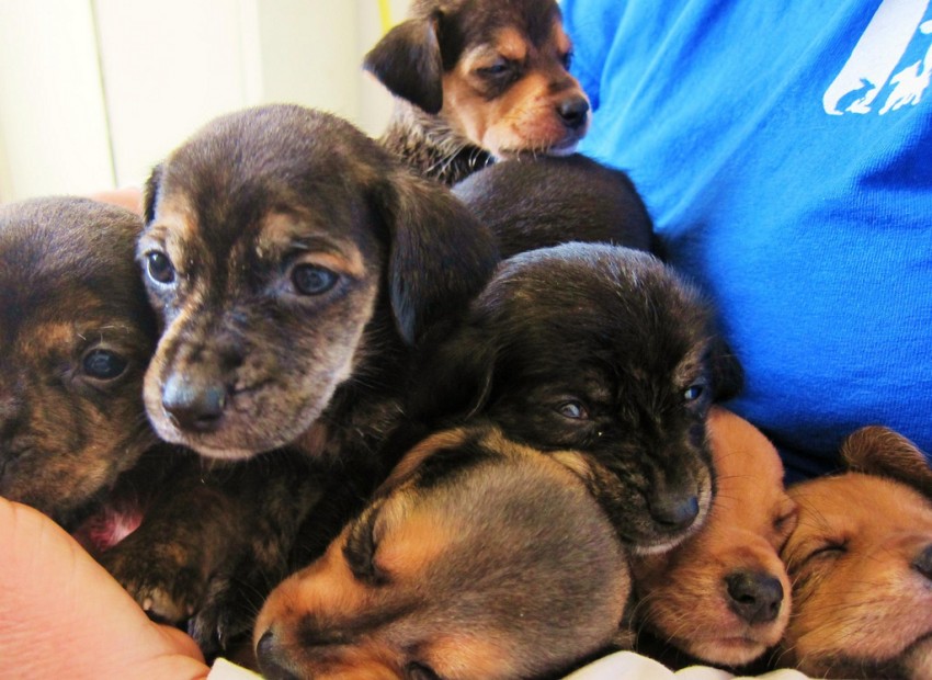 Shelters can be overwhelmed with unplanned litters of puppies. By: jeffreyw