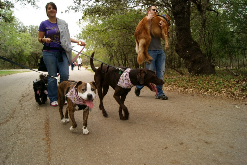 Walking 2 dogs can be a tangling experience. Photo: MarkScottAustinTX