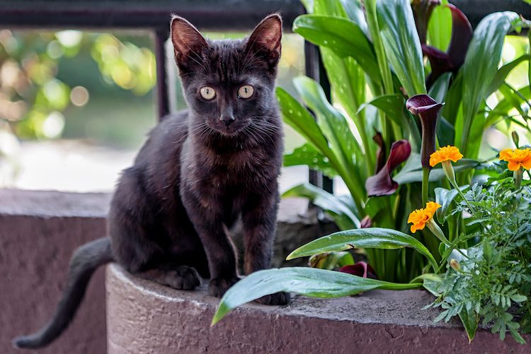 5 Things to Know About Bombay Cats