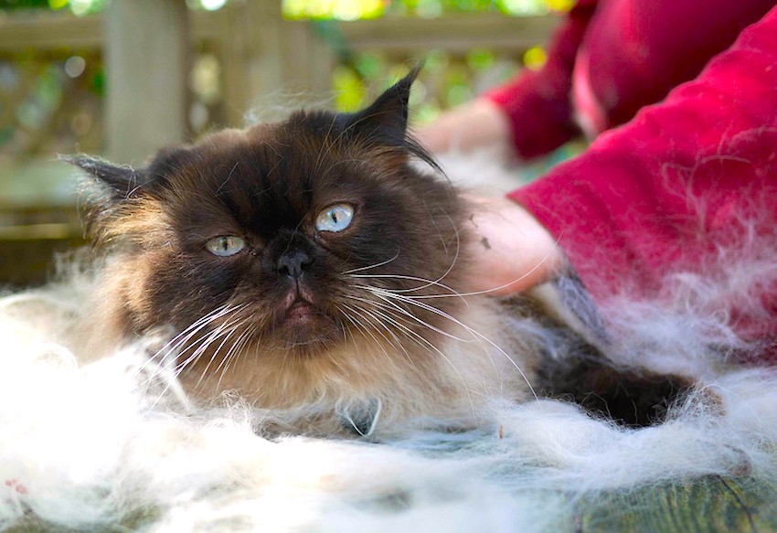 common mistakes when brushing a cat