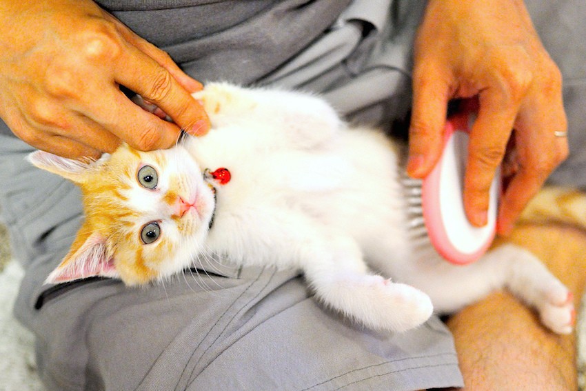 4 Mistakes You're Making When Brushing Your Cat - Petful