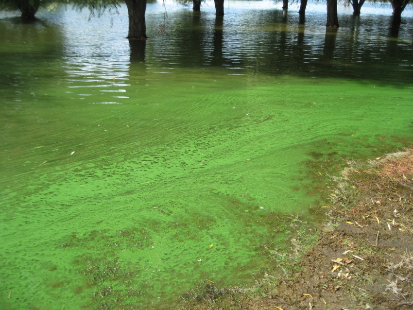 Toxic algae kills dogs