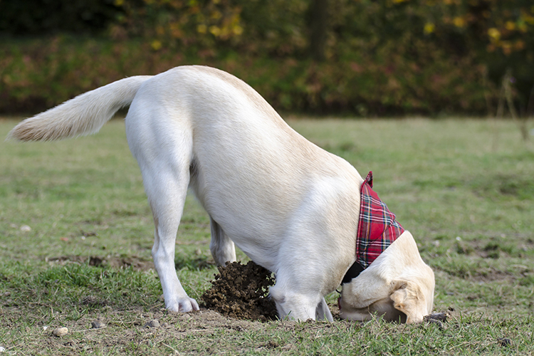 why does my dog dig holes