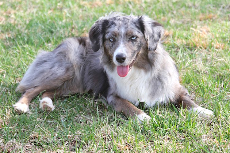 Miniature American Shepherds