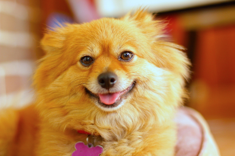 10 Most Popular Dog Names In The United States Petful