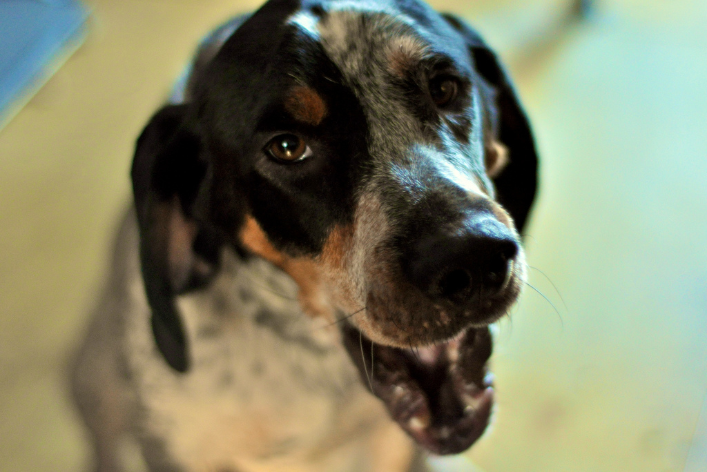 5 Things to Know About Bluetick Coonhounds Petful