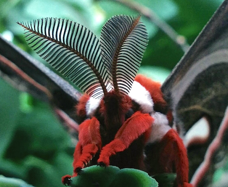 Closeup photo caption
