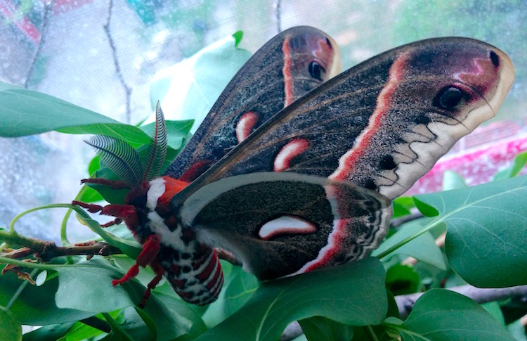 Cecropia moth. Photos by: Kirsti Stephenson