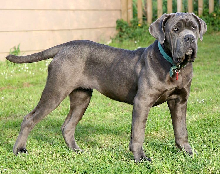 Neapolitan Mastiffs generally need only a single daily walk to meet their exercise needs. By: Tim Dawson