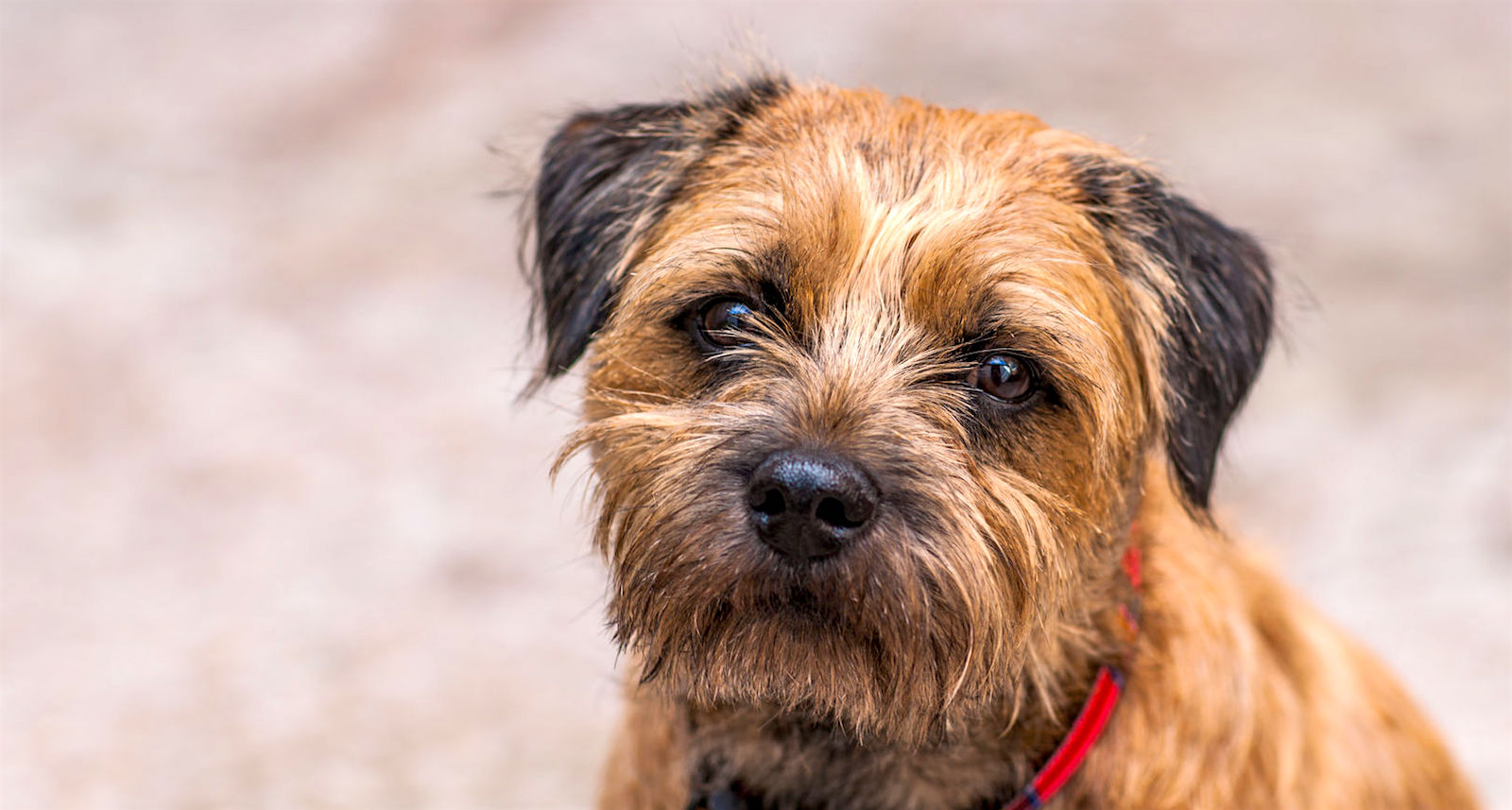 5 Things To Know About Border Terriers