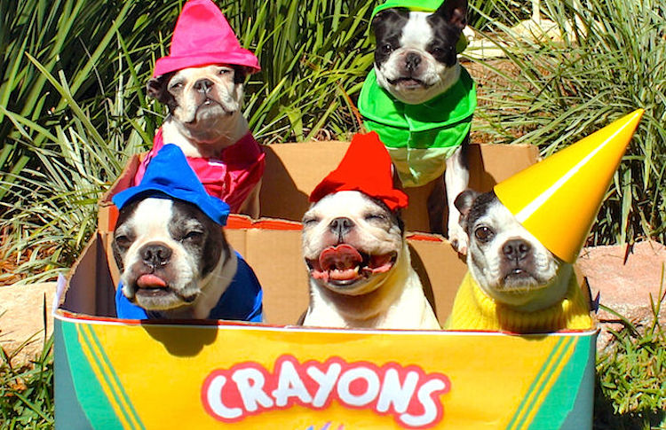boston-terriers-dressed-as-crayons