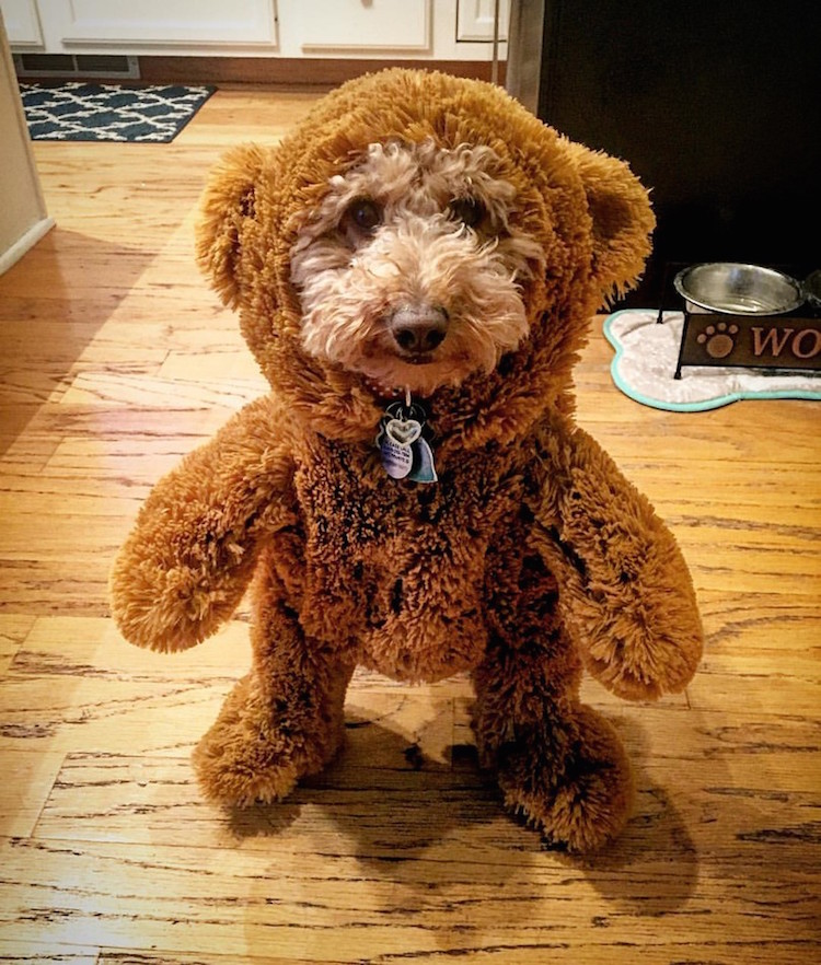 dog-dressed-as-teddy-bear