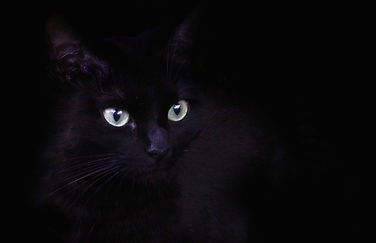 Black cats face a spike in danger around Halloween but are considered lucky in some parts of the world. By: