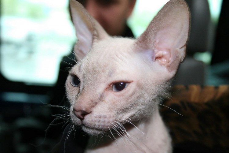 1200px-Cat_don_sphinx