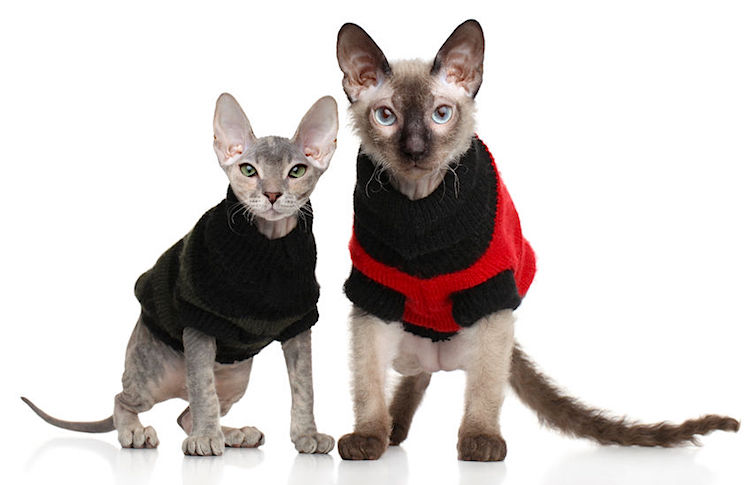 Don't laugh — those sweaters are actually very helpful for these cats. By: fotojagodka 