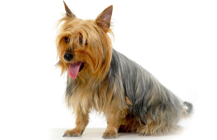Silky Terriers were created by crossing a Yorkshire Terrier with an Australian Terrier. By: Anna Yakimova