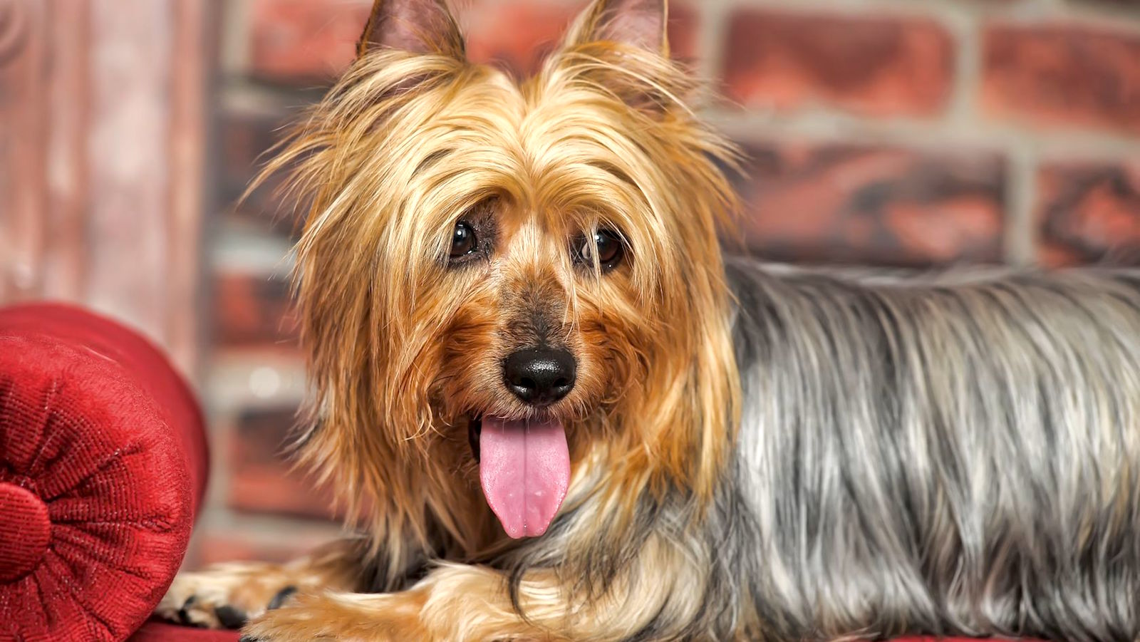 whats the difference between a silky and a yorkie