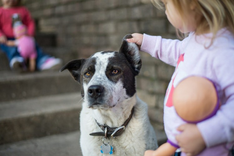 how kids can help animals in shelters